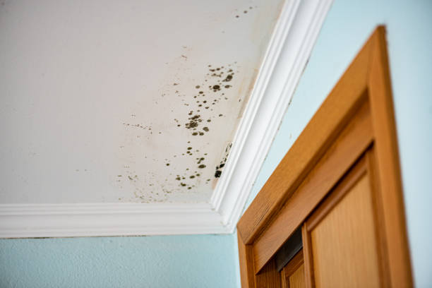 Best Crawl Space Mold Removal  in Carson, WA